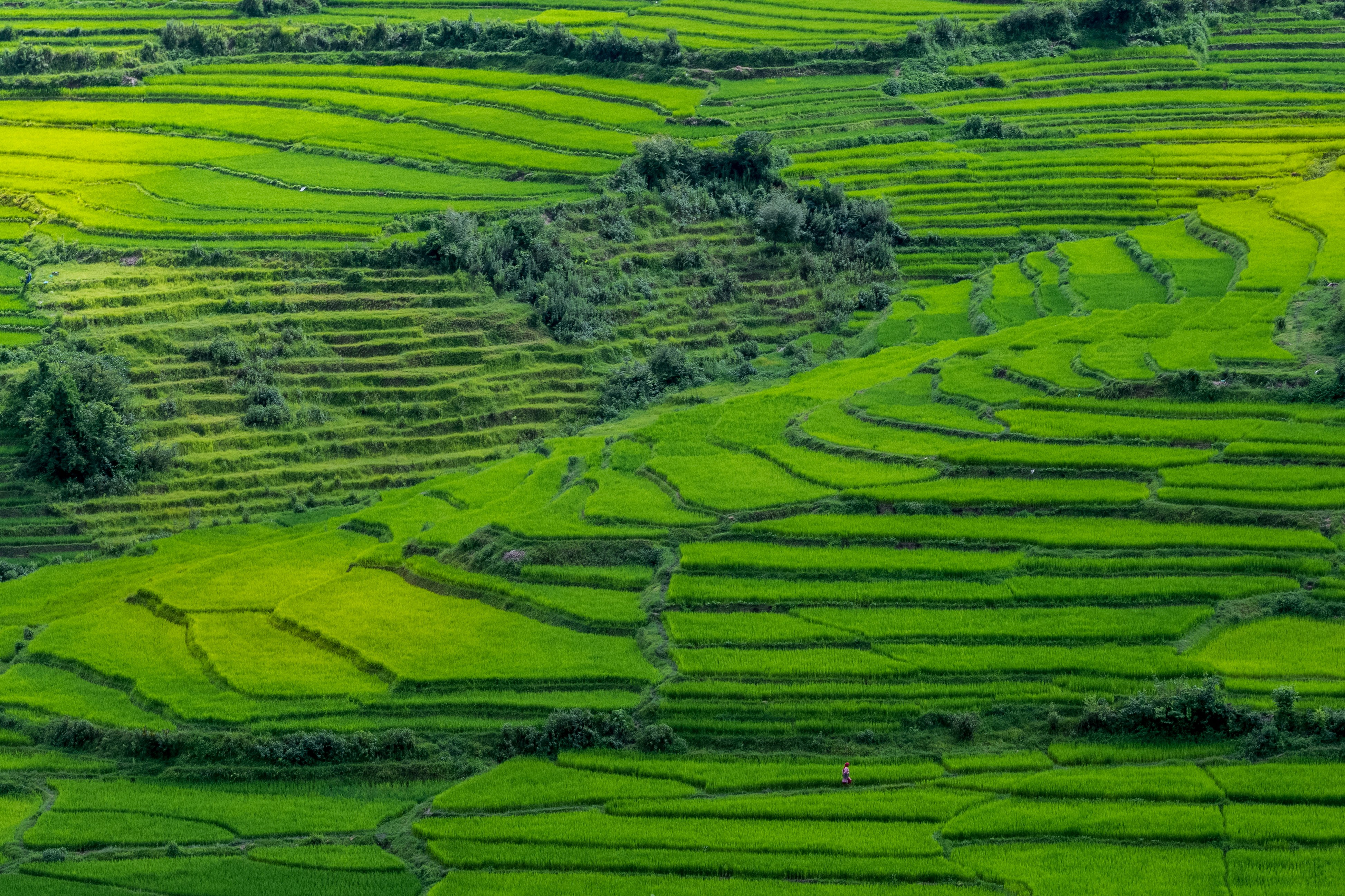 Terasering Sitegong — perkebunan sayur di lereng gunung Magelang
